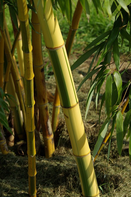 Phyllostachys vivax Huangwenzhu-inversa 5 2012